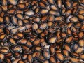 热门大瓜子,零食界的明星产品